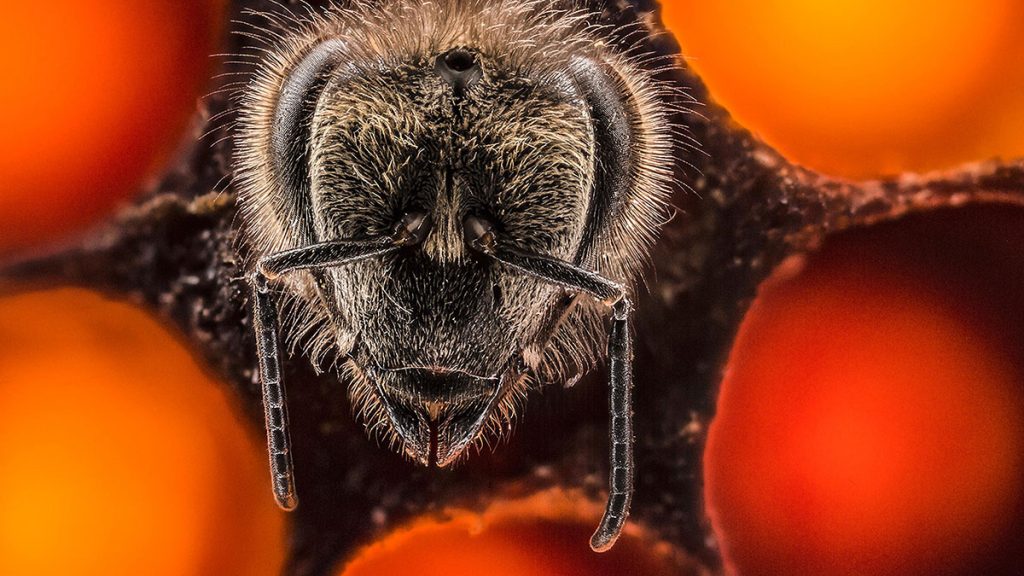 سخنرانی تد : نگاهی هیجان انگیز به ۲۱ روز اول زندگی زنبوران عسل