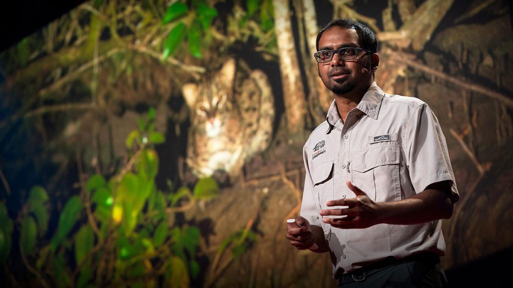 سخنرانی تد : ارتباط بین گربه های ماهیگیر و حفاظت از جنگل های مانگرو