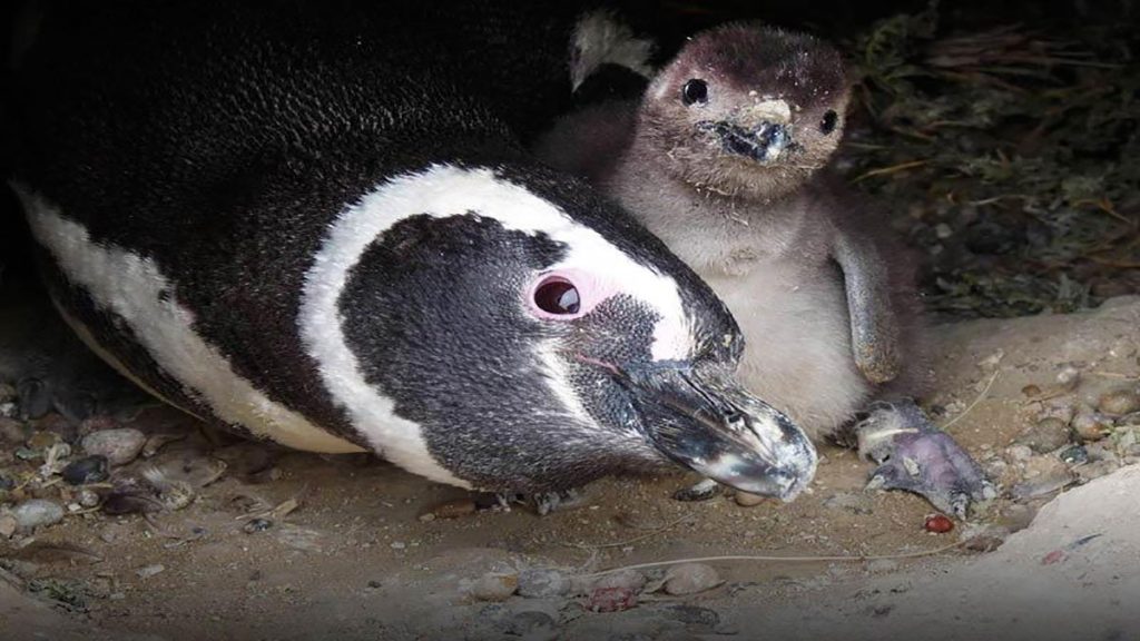 سخنرانی تد : دی بوئرسما: به پنگوئن ها توجه کنیم