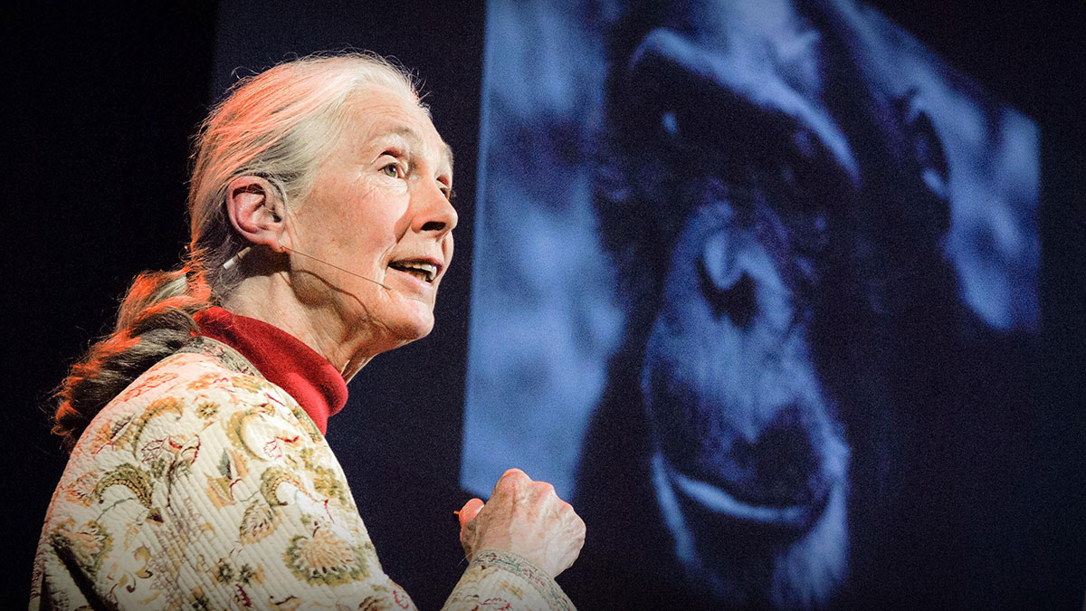 سخنرانی تد : جین گودال کمک می‌کند تا جانوران و انسان در کنار هم زندگی کنند