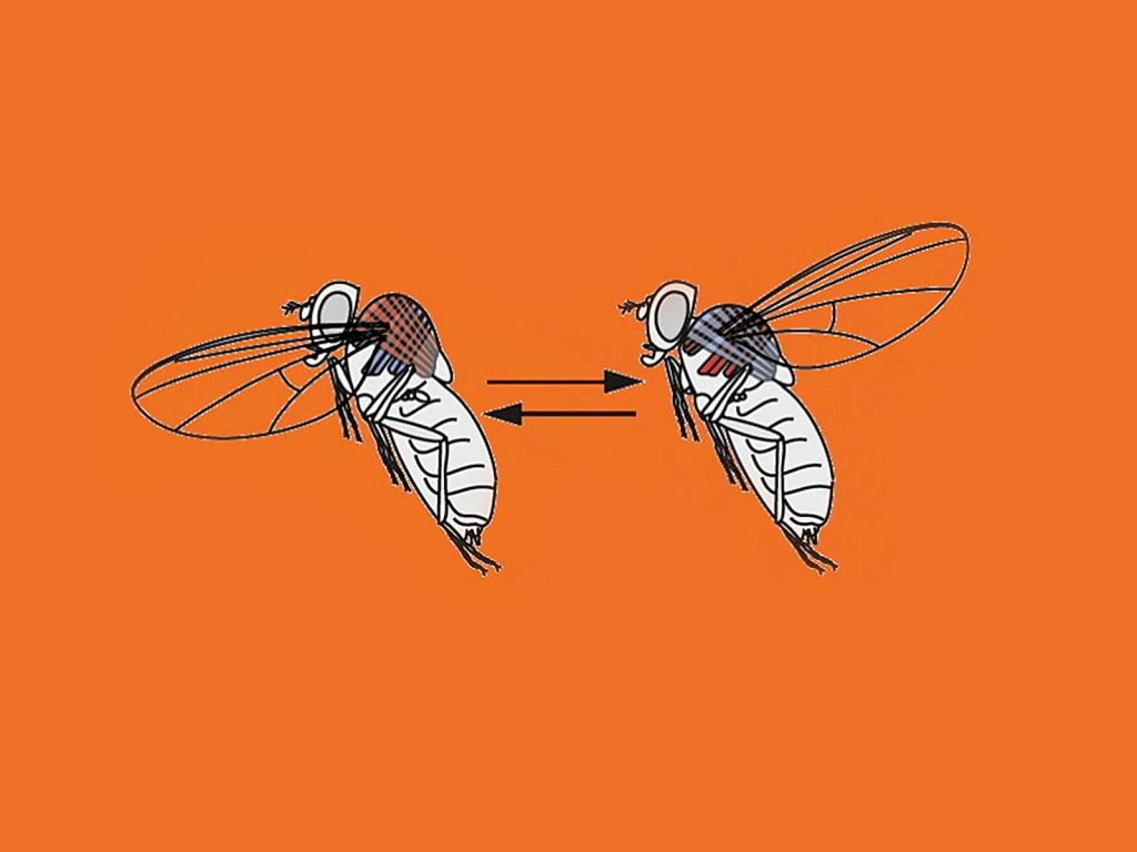 سخنرانی تد : مگس‌ها چگونه پرواز می‌کنند؟