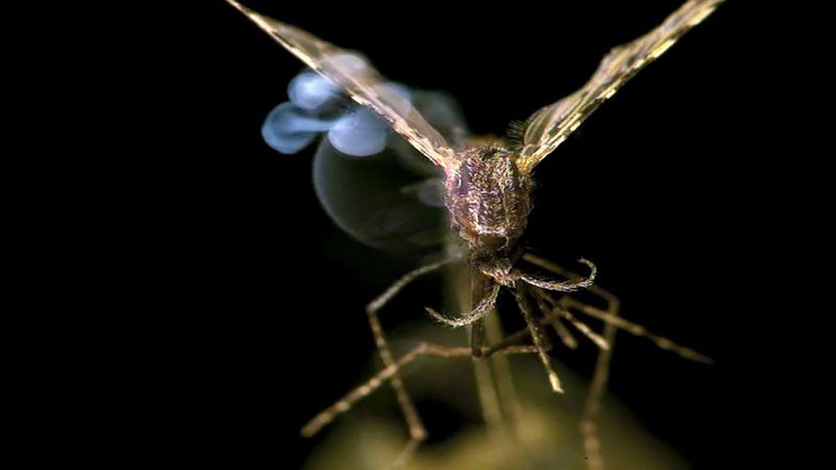 سخنرانی تد : آیا این لیزر می‌تواند مالاریا را در هم بکوبد؟